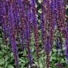 Roots Plants Salvia 'Caradonna' Perennials 2 Roots Plants Salvia 'Caradonna' Perennials