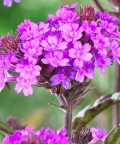Roots Plants Verbena Rigida