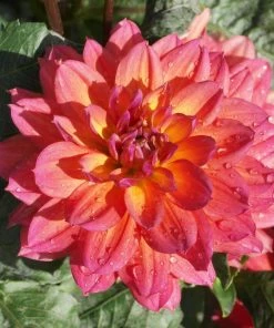 Roots Plants Dahlia 'Firepot' | 3L Pot Dahlias 4 Roots Plants Dahlia 'Firepot' | 3L Pot Dahlias