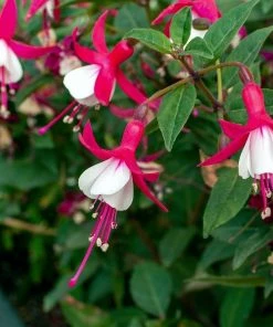 Roots Plants Hardy Fuchsia 'Alice Hoffman' | 3L Pot
