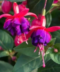 Roots Plants Hardy Fuchsia 'Dollar Princess' | 3L Pot