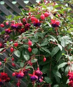 Roots Plants Hardy Fuchsia 'Dollar Princess' | 3L Pot