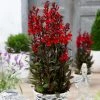Roots Plants Lobelia 'Starship Scarlet' 1 Roots Plants Lobelia 'Starship Scarlet'