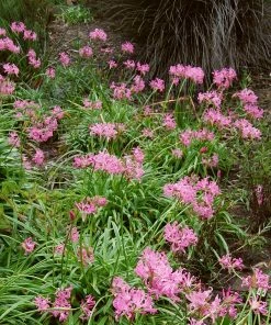 Roots Plants Guernsey Lily | Nerine Bowdenii | 3L Pot