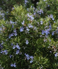 Roots Plants Perennials Barbeque Rosemary Plant | 3L Pot
