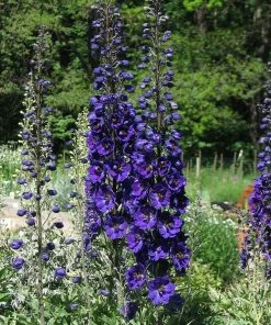Roots Plants Perennials Delphinium'Dark Blue Black Bee'