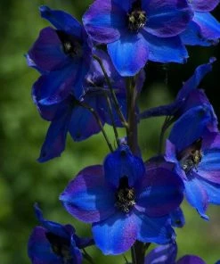 Roots Plants Perennials Delphinium 'Dark Blue Black Bee' 4 Roots Plants Perennials Delphinium 'Dark Blue Black Bee'