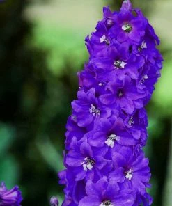 Roots Plants Perennials Delphinium 'Dark Blue White Bee'