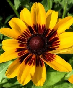 Roots Plants Rudbeckia Sunbeckia Alicia | 5L Pot