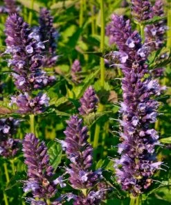 Roots Plants Perennials Agastache 'Little Adder' 4 Roots Plants Perennials Agastache 'Little Adder'