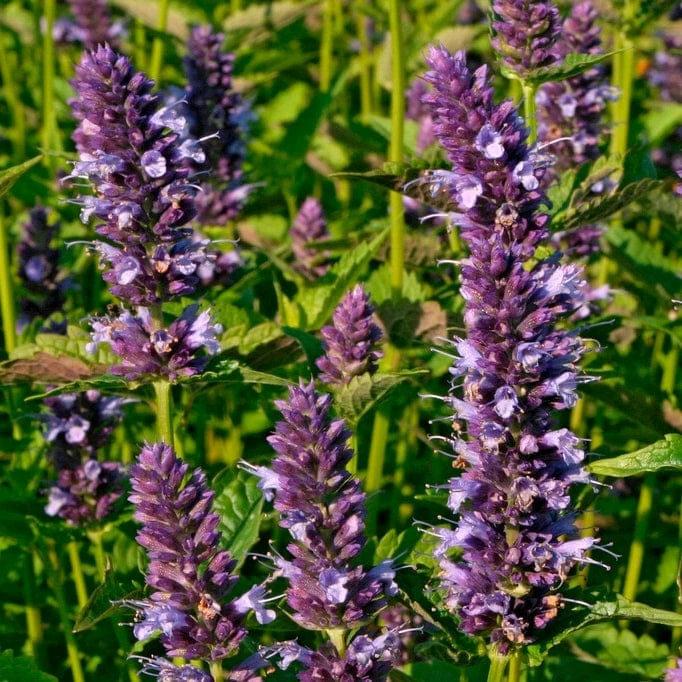 Roots Plants Perennials Agastache 'Little Adder' Roots Plants Perennials Agastache 'Little Adder'