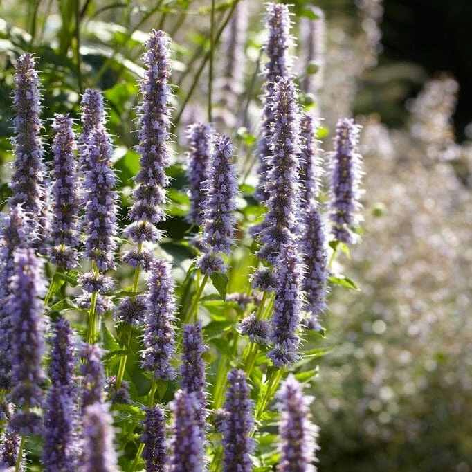 Roots Plants Perennials Agastache 'Little Adder' Roots Plants Perennials Agastache 'Little Adder'
