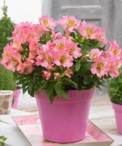 Roots Plants Perennials Alstroemeria 'Inticancha Sunshine'