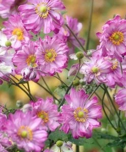 Roots Plants Anemone 'Lady Julia' Perennials