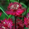 Roots Plants Astrantia 'Star Of Love' Perennials
