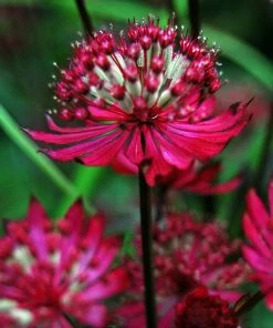 Roots Plants Astrantia 'Star Of Love' Perennials
