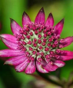 Roots Plants Astrantia 'Star Of Love' Perennials
