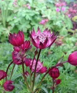 Roots Plants Astrantia 'Star Of Love' Perennials