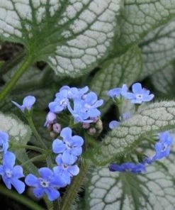 Roots Plants Brunnera 'Sterling Silver'