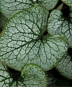 Roots Plants Brunnera 'Sterling Silver'