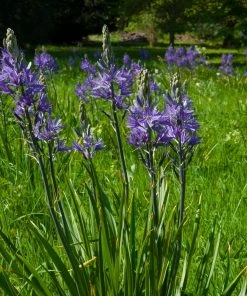 Roots Plants Perennials Camassia 'Caerulea'
