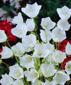 Roots Plants Campanula 'Alba' Perennials
