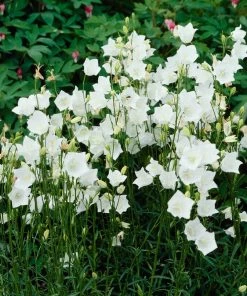 Roots Plants Campanula 'Alba' Perennials
