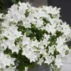 Roots Plants Campanula 'Pristar White' Perennials 1 Roots Plants Campanula 'Pristar White' Perennials