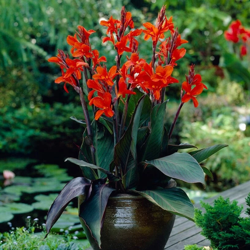Roots Plants Canna 'Cannova Bronze Orange' Roots Plants Canna 'Cannova Bronze Orange'