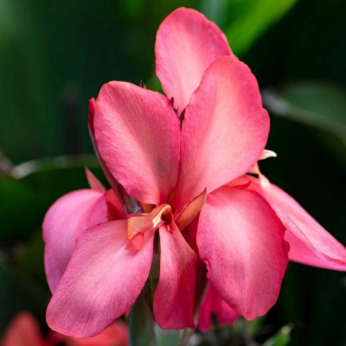 Roots Plants Canna 'Cannova Rose' Perennials Roots Plants Canna 'Cannova Rose' Perennials
