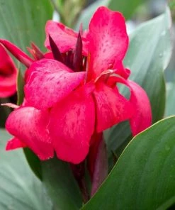 Roots Plants Canna 'Cannova Rose' Perennials 5 Roots Plants Canna 'Cannova Rose' Perennials