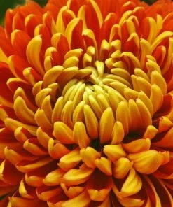 Roots Plants Perennials Chrysanthemum'Allouise Orange'