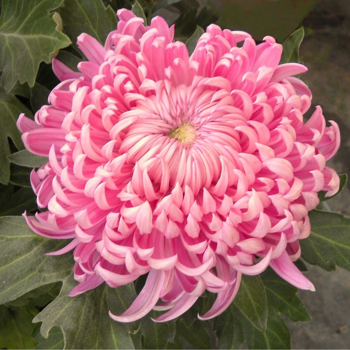 Roots Plants Chrysanthemum 'Allouise Pink' Perennials Roots Plants Chrysanthemum 'Allouise Pink' Perennials