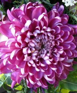 Roots Plants Chrysanthemum 'Allouise Pink' Perennials 4 Roots Plants Chrysanthemum 'Allouise Pink' Perennials