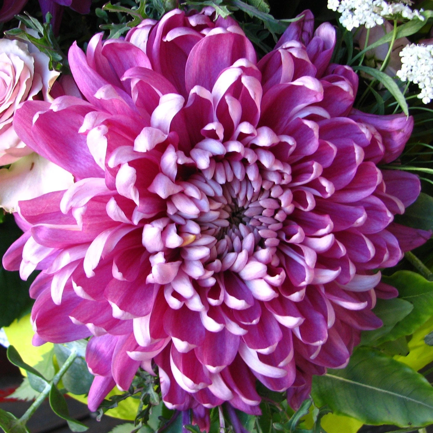 Roots Plants Chrysanthemum 'Allouise Pink' Perennials Roots Plants Chrysanthemum 'Allouise Pink' Perennials