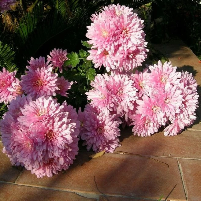 Roots Plants Chrysanthemum 'Allouise Pink' Perennials Roots Plants Chrysanthemum 'Allouise Pink' Perennials