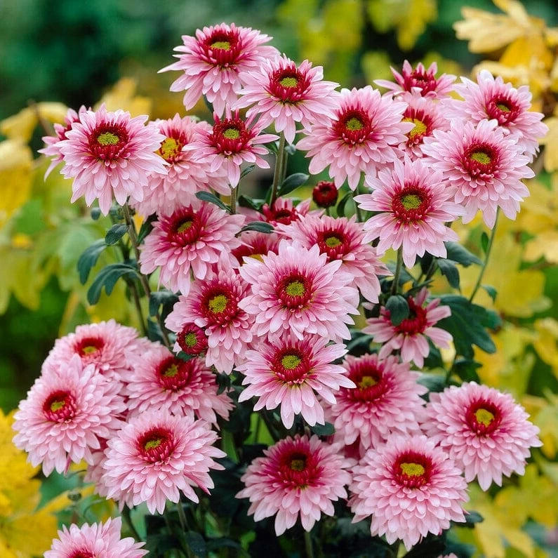 Roots Plants Chrysanthemum 'Beppie Rose' Perennials Roots Plants Chrysanthemum 'Beppie Rose' Perennials