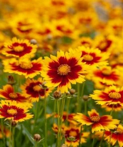 Roots Plants Perennials Coreopsis 'Li'l Bang Daybreak' 4 Roots Plants Perennials Coreopsis 'Li'l Bang Daybreak'