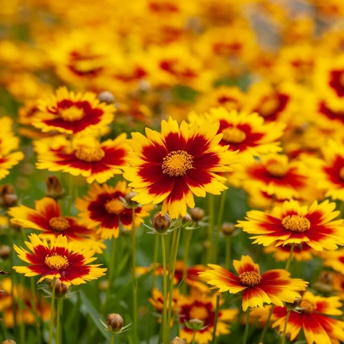 Roots Plants Perennials Coreopsis 'Li'l Bang Daybreak' Roots Plants Perennials Coreopsis 'Li'l Bang Daybreak'