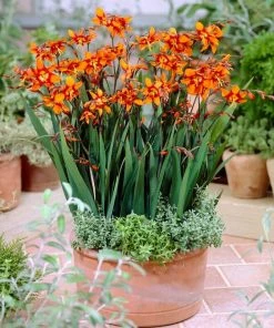 Roots Plants Perennials Crocosmia 'Emily McKenzie'