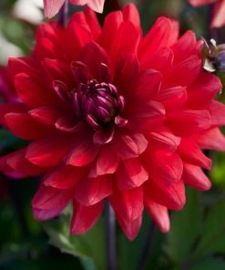 Roots Plants Dahlia 'Karma Amora' Dahlias
