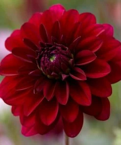 Roots Plants Dahlia 'Karma Naomi'