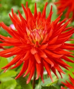 Roots Plants Dahlia 'Karma Red Corona' Dahlias