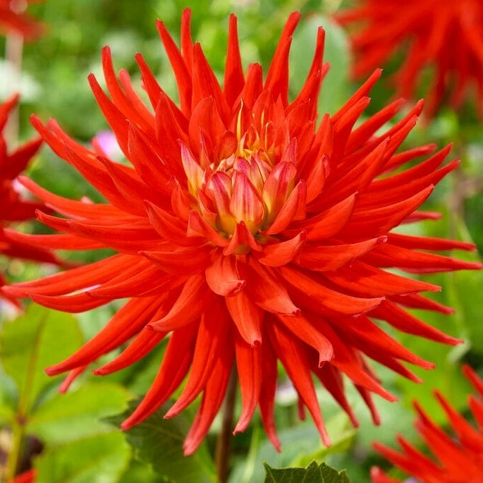 Roots Plants Dahlia 'Karma Red Corona' Dahlias Roots Plants Dahlia 'Karma Red Corona' Dahlias