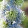 Roots Plants Perennials Delphinium 'Highlander Crystal Delight'