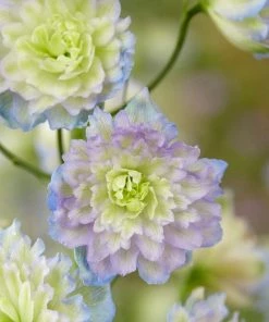 Roots Plants Perennials Delphinium 'Highlander Moonlight'