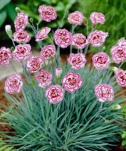 Roots Plants Perennials Dianthus 'Garden Pink Gran's Favourite'