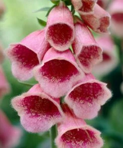 Roots Plants Foxglove 'mertonensis Summer King' | Digitalis Perennials