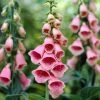 Roots Plants Foxglove 'mertonensis Summer King' | Digitalis Perennials