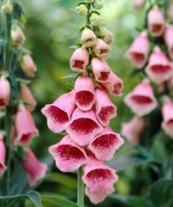 Roots Plants Foxglove'mertonensis Summer King' | Digitalis Perennials